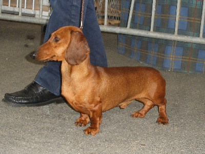 de ker ki douar - Exposition Canine Intrernationale de TORRELAVEGA (E)