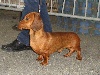  - Exposition Canine Intrernationale de TORRELAVEGA (E)