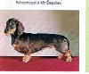  - Exposition Canine Internationale de LEEUWARDEN (NL)
