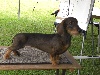  - Exposition canine internationale de UDEN (NL)