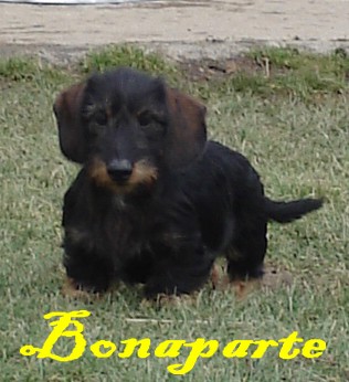 Bonaparte de ker ki douar