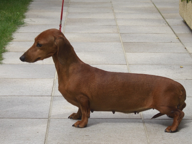 CH. Silzig de ker ki douar