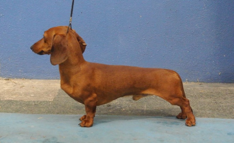 Ilton Del Vent Breva
