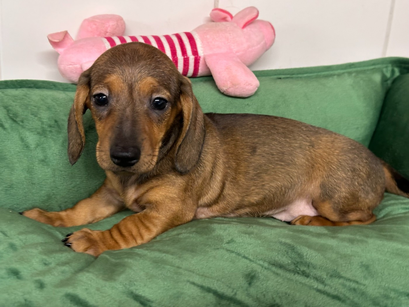 de ker ki douar - Chiots disponibles - Teckel poil ras