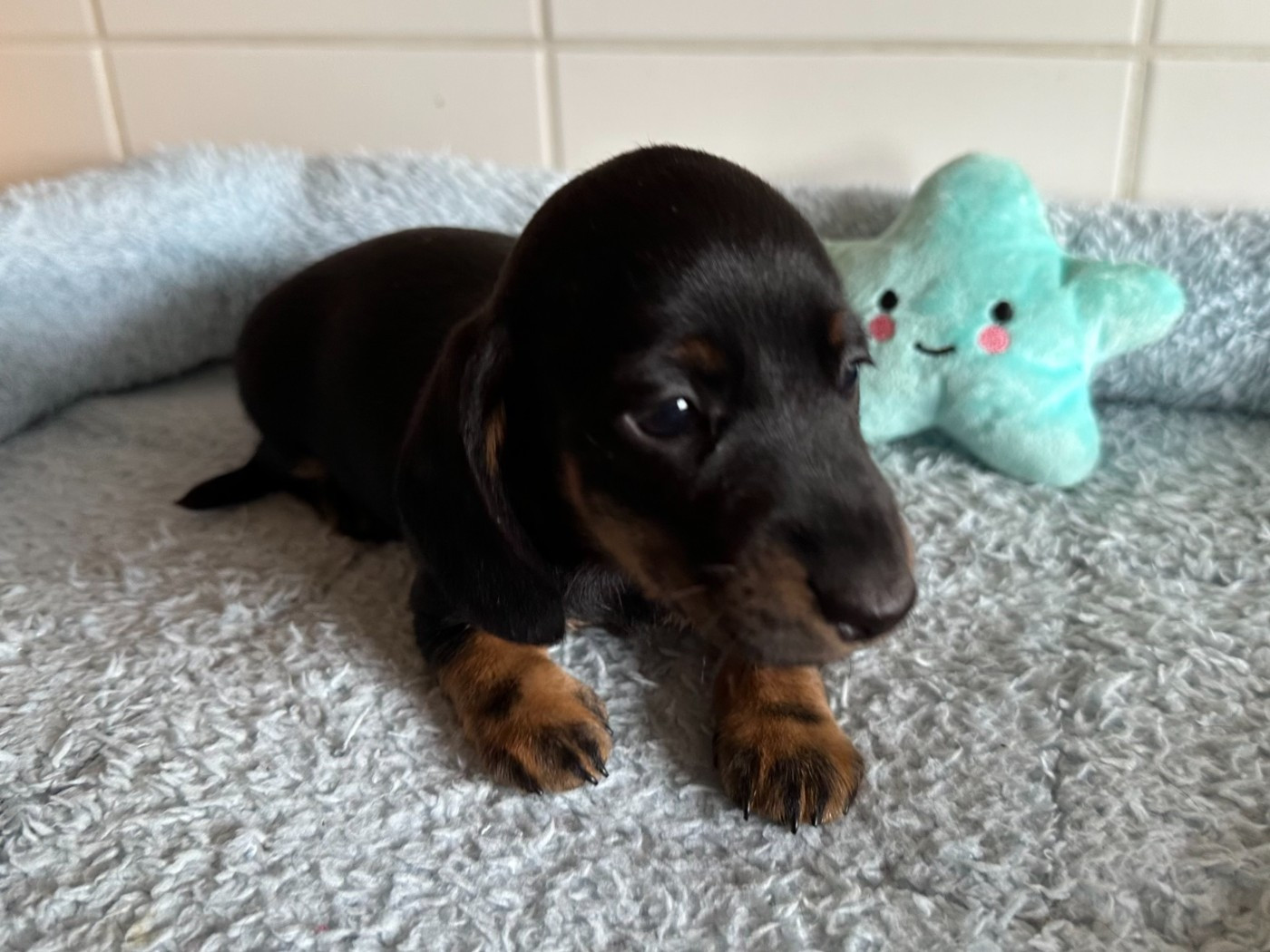 de ker ki douar - Chiots disponibles - Teckel