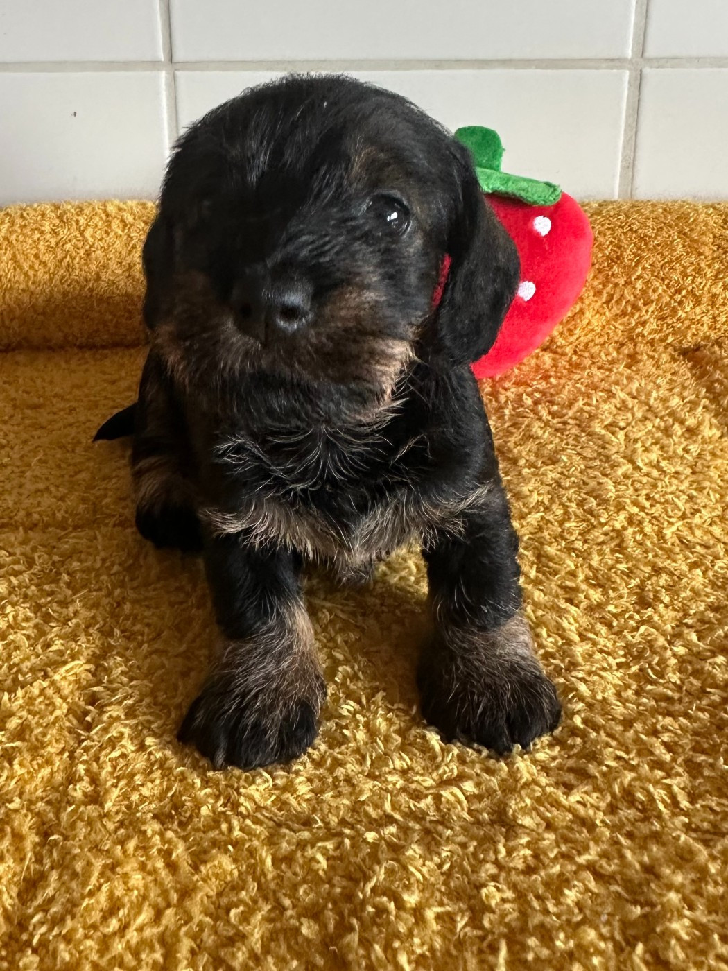 de ker ki douar - Chiots disponibles - Teckel