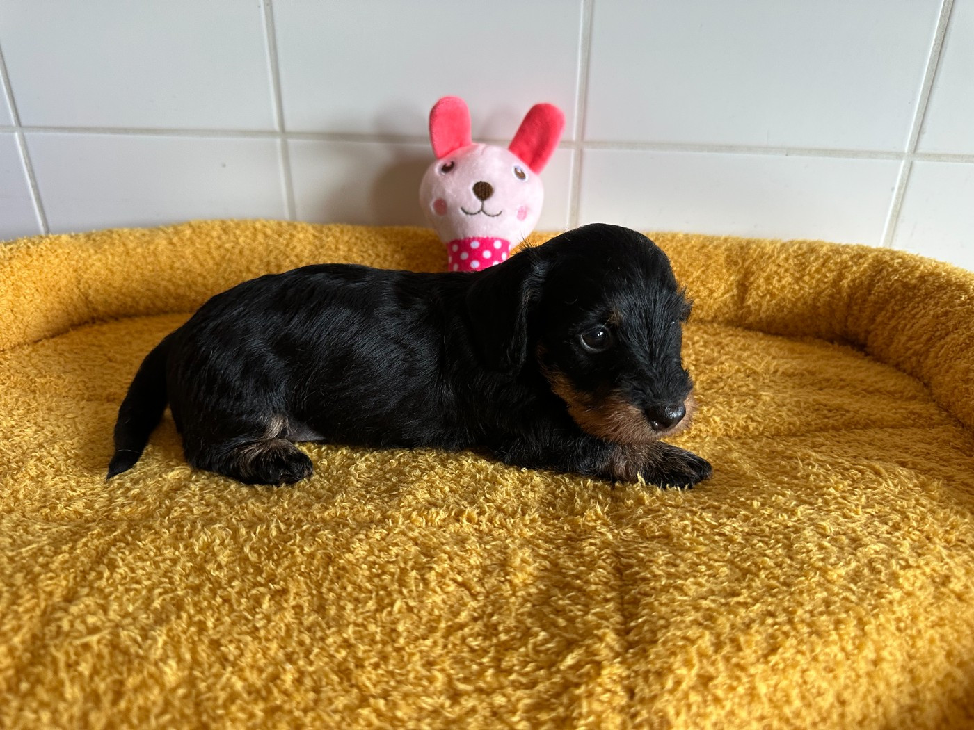 de ker ki douar - Chiots disponibles - Teckel poil dur