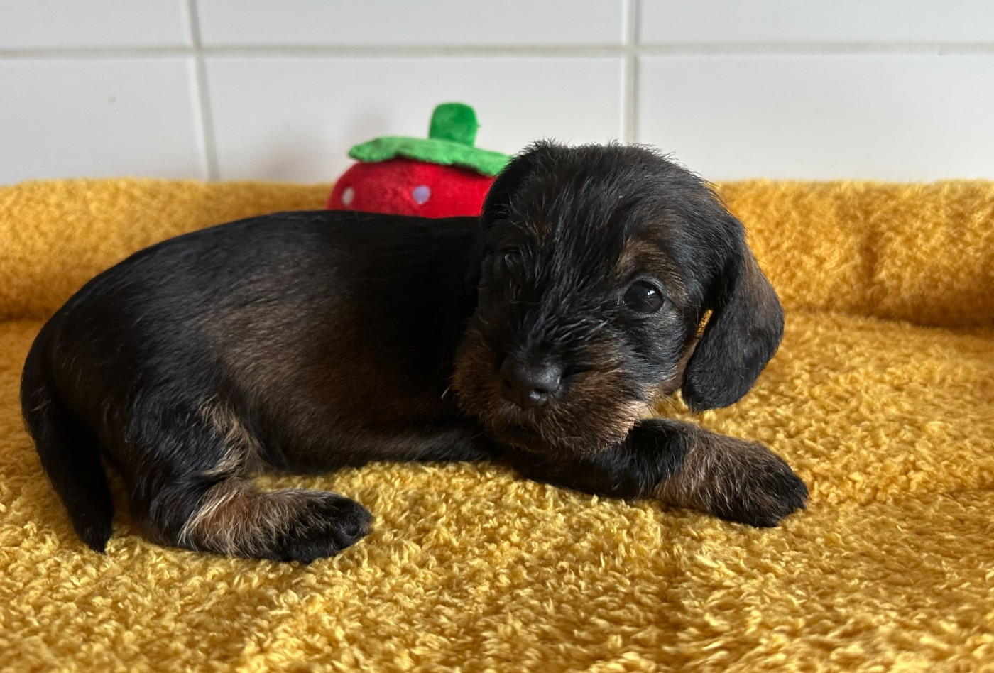 de ker ki douar - Chiots disponibles - Teckel poil dur