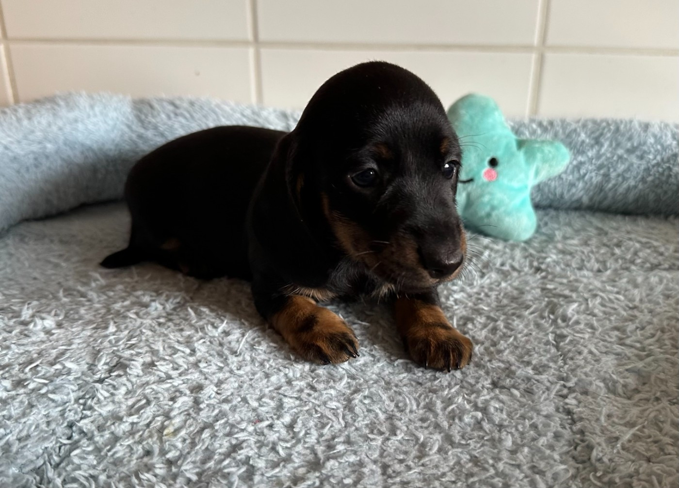 de ker ki douar - Chiots disponibles - Teckel poil ras