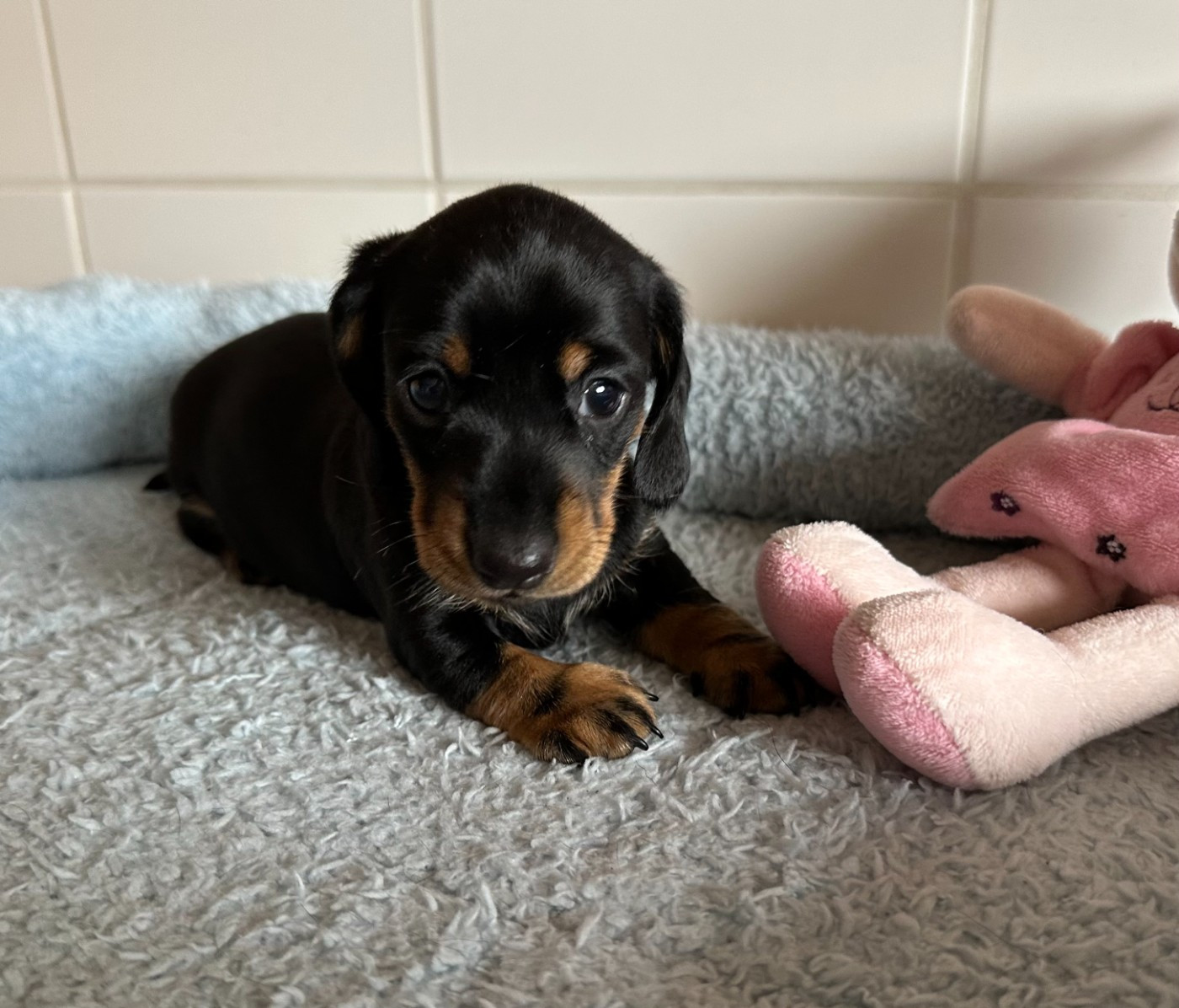 de ker ki douar - Chiots disponibles - Teckel poil ras