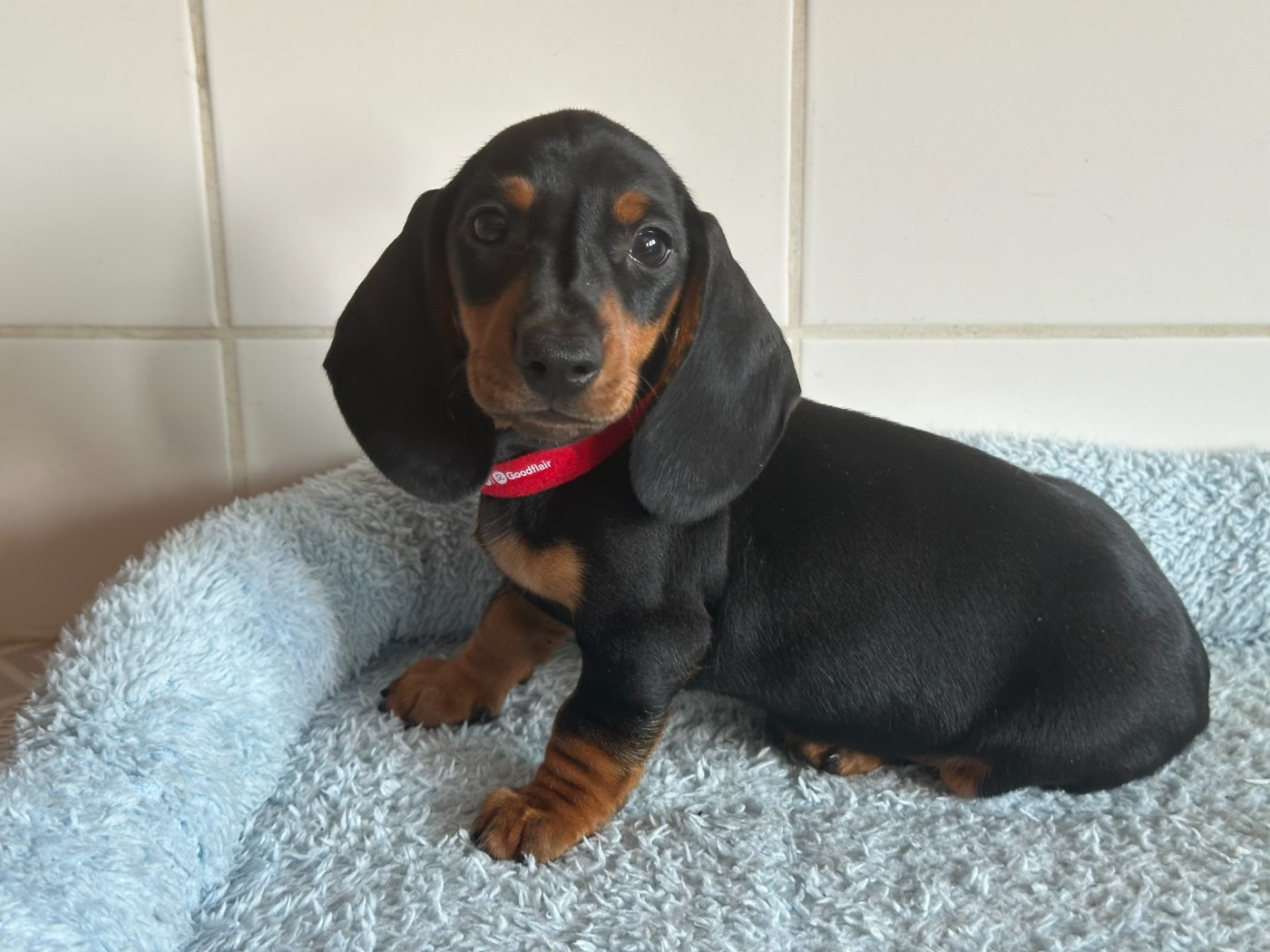 de ker ki douar - Chiots disponibles - Teckel