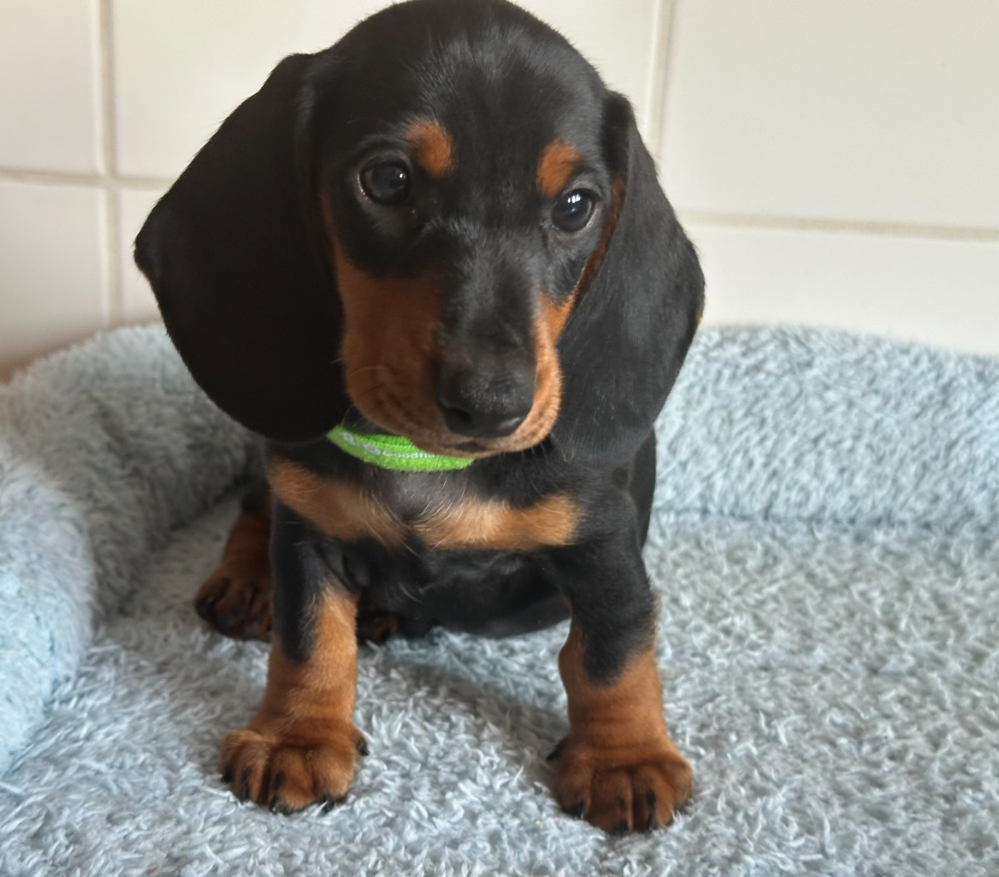 de ker ki douar - Chiots disponibles - Teckel