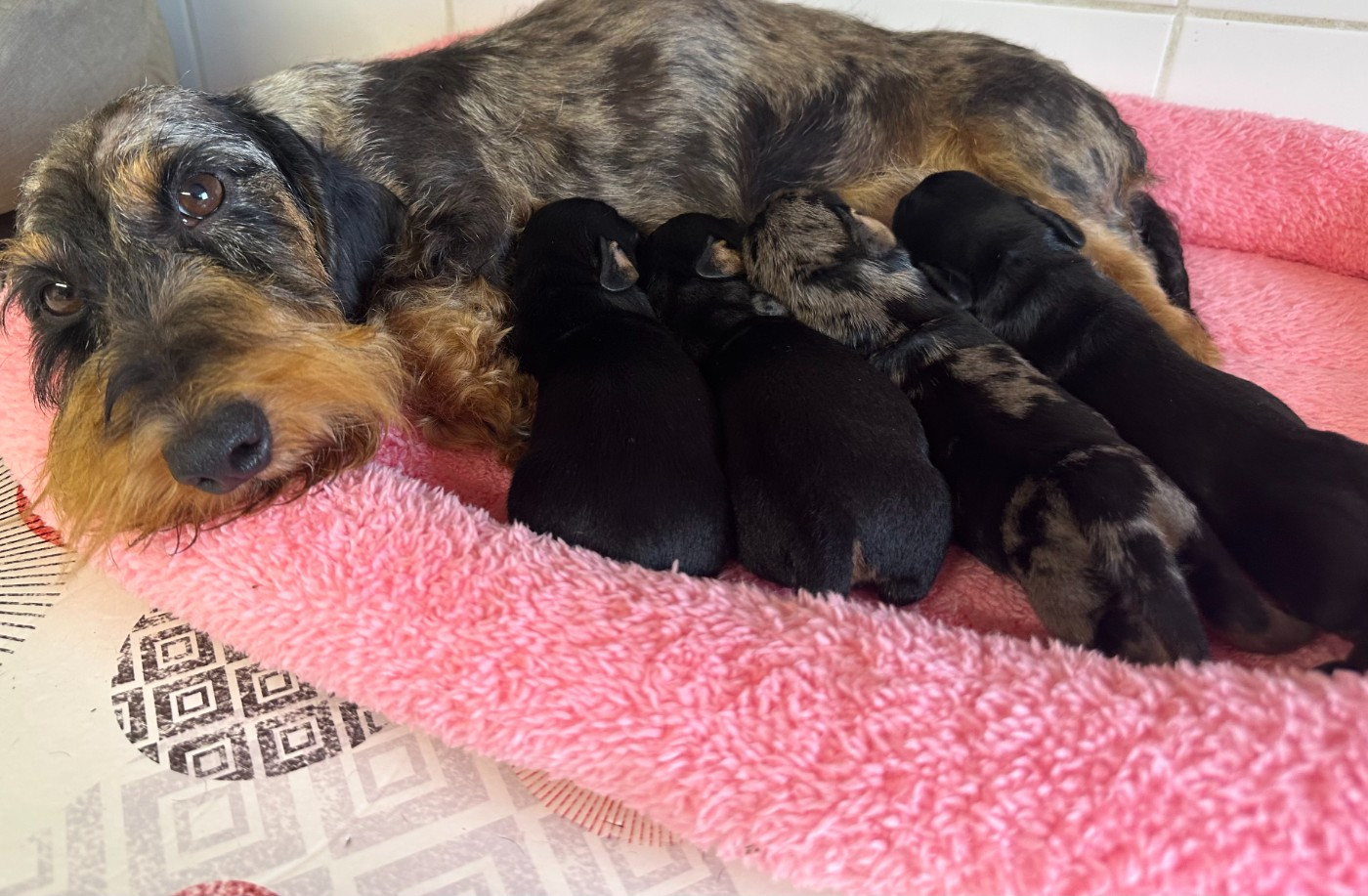 Chiot Teckel poil dur de ker ki douar