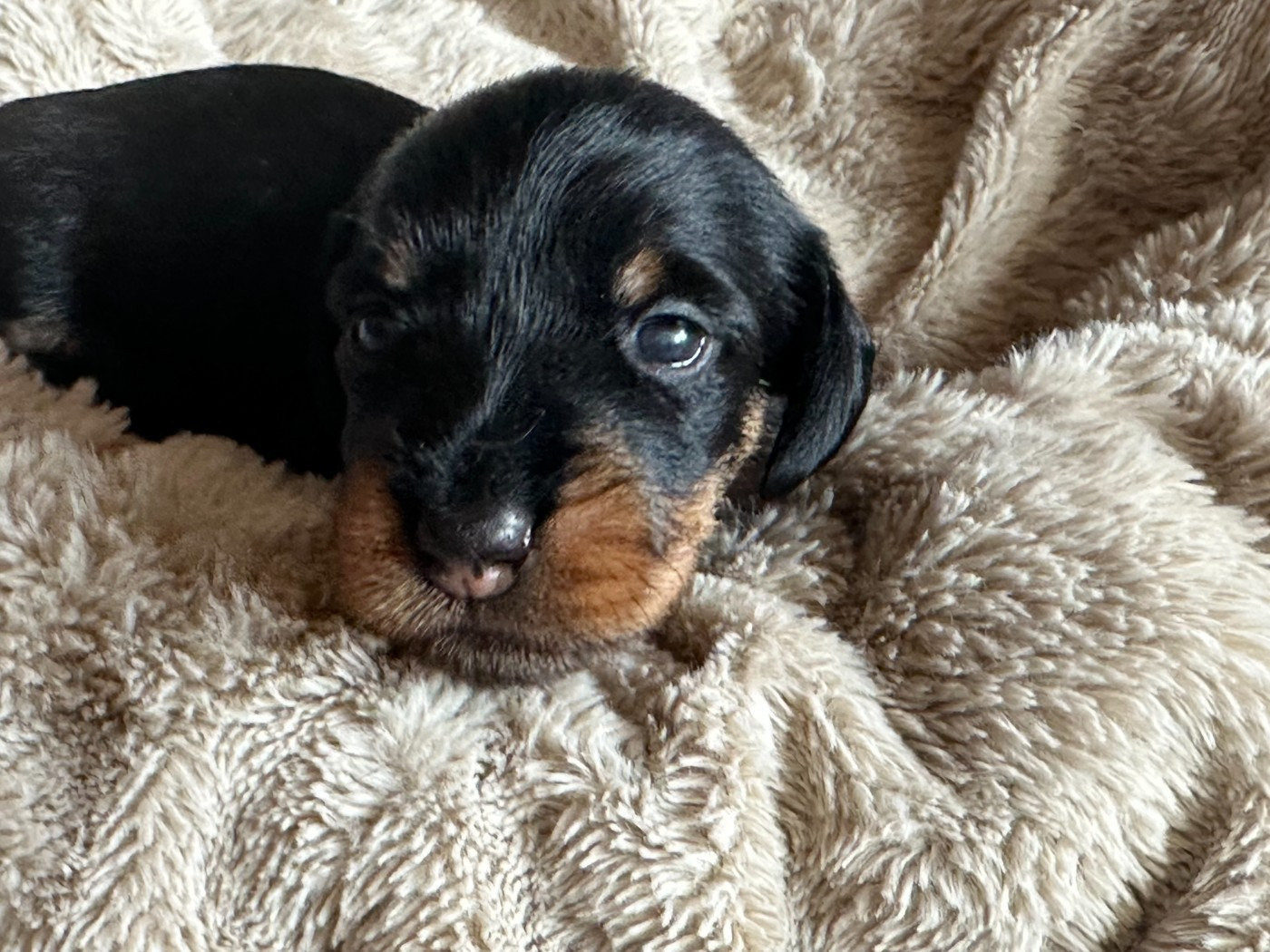 de ker ki douar - Chiots disponibles - Teckel