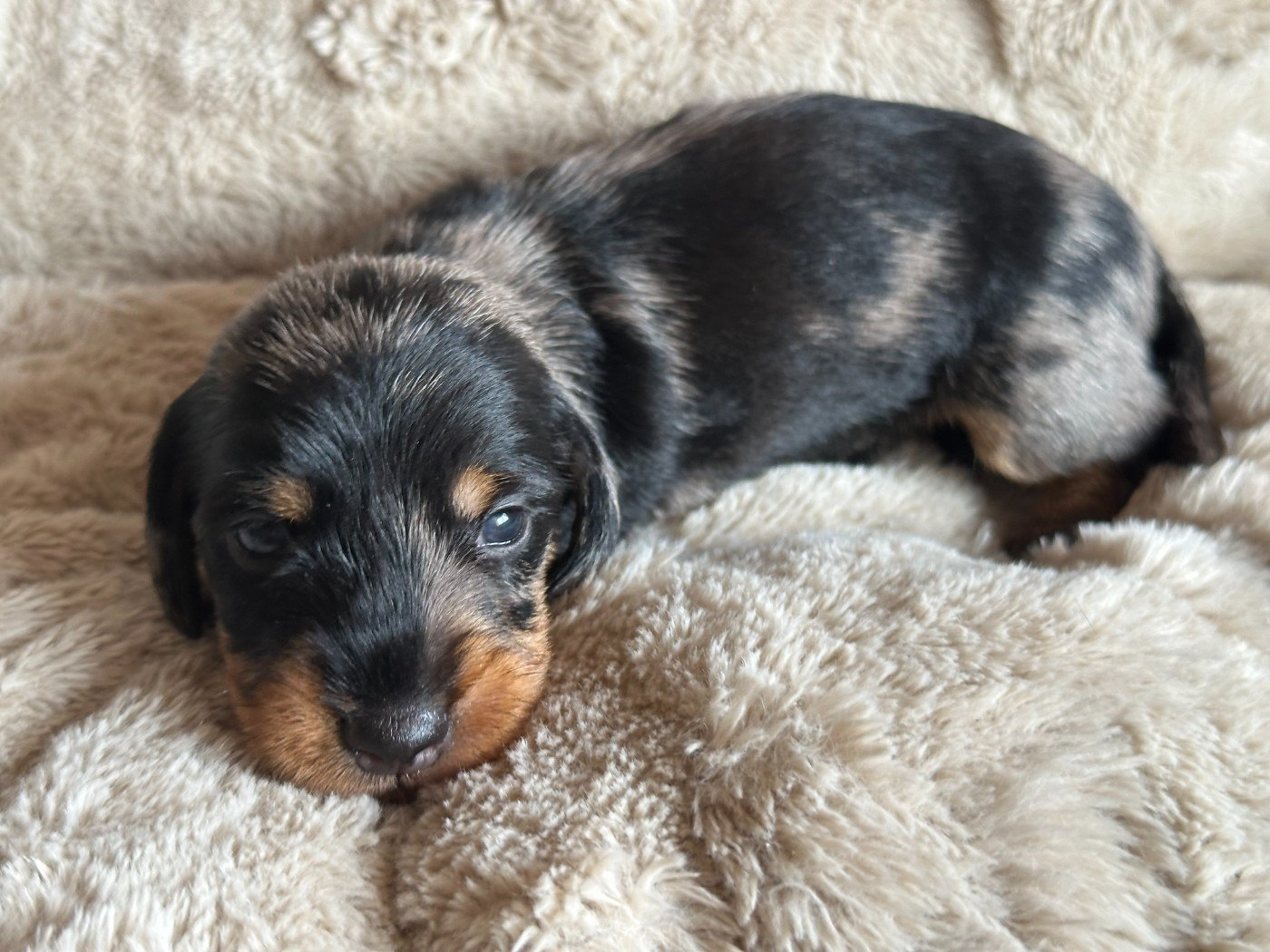 de ker ki douar - Chiots disponibles - Teckel poil dur