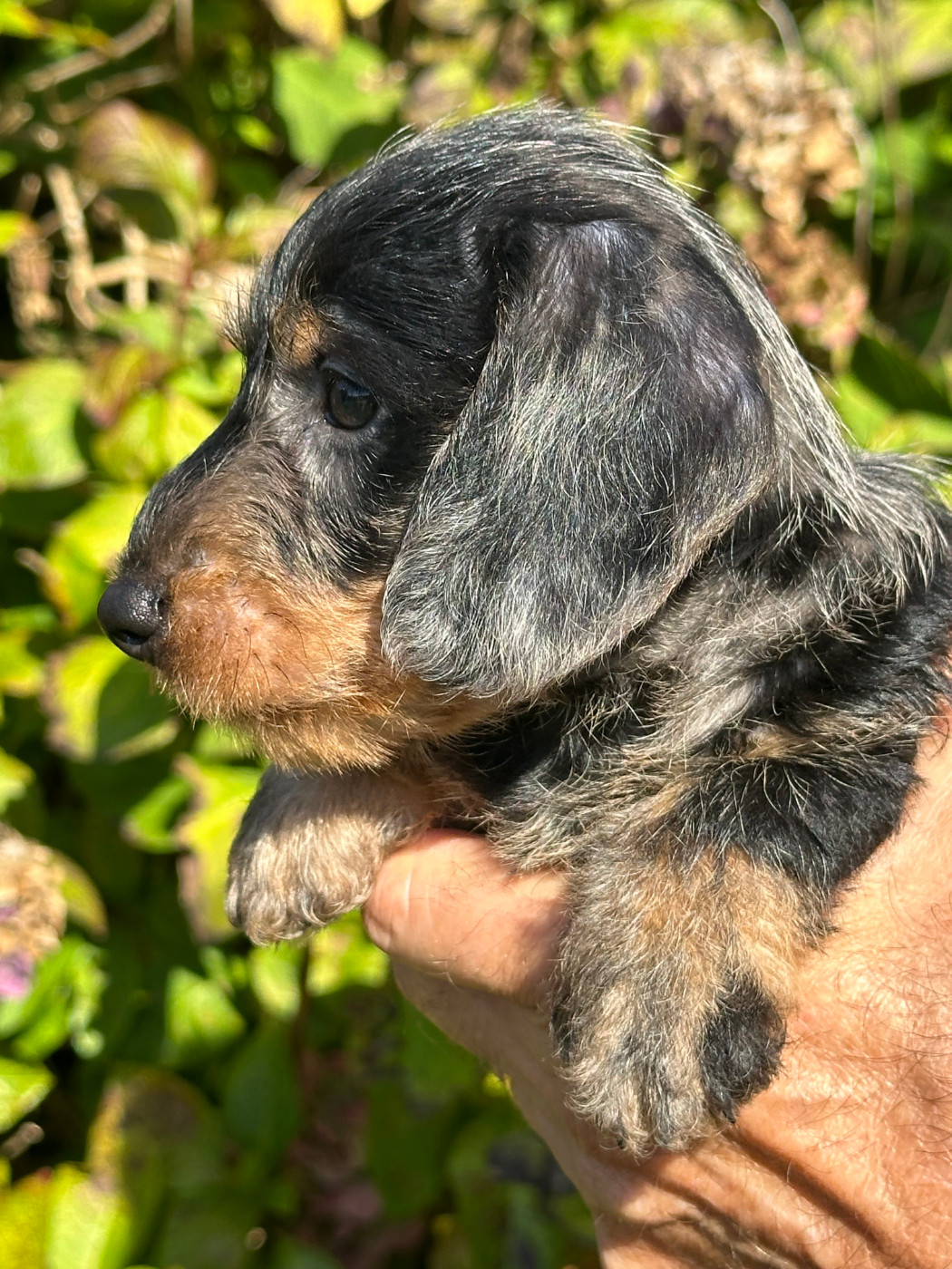 de ker ki douar - Chiots disponibles - Teckel