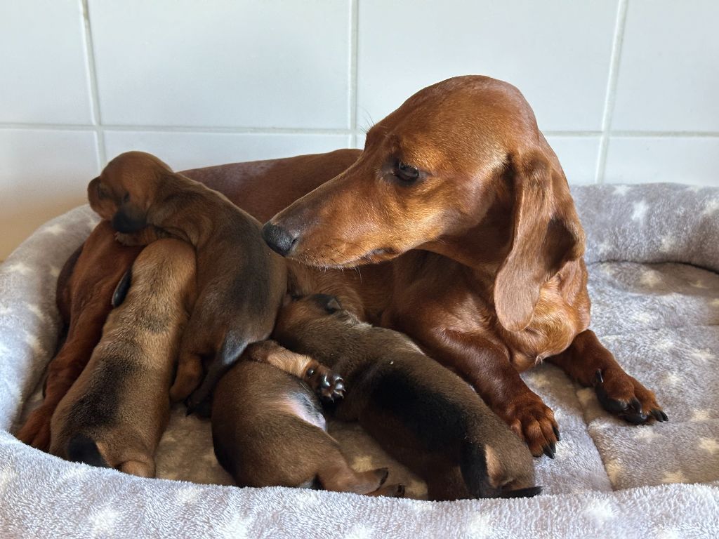 Chiot Teckel poil ras de ker ki douar