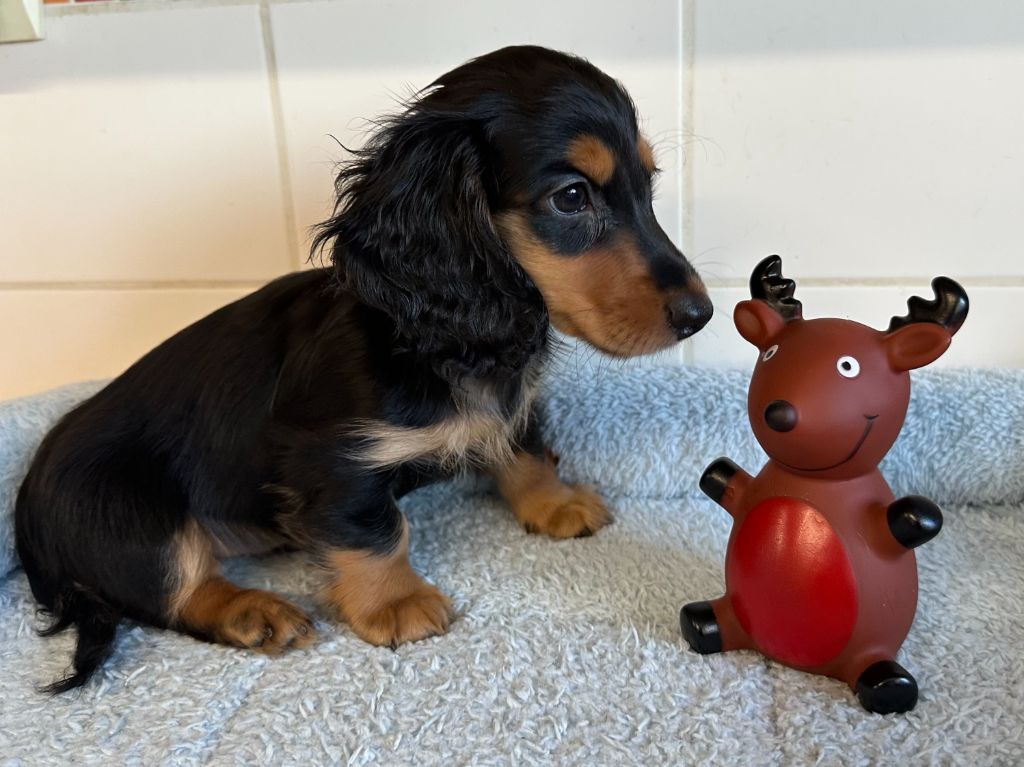 de ker ki douar - Chiots disponibles - Teckel