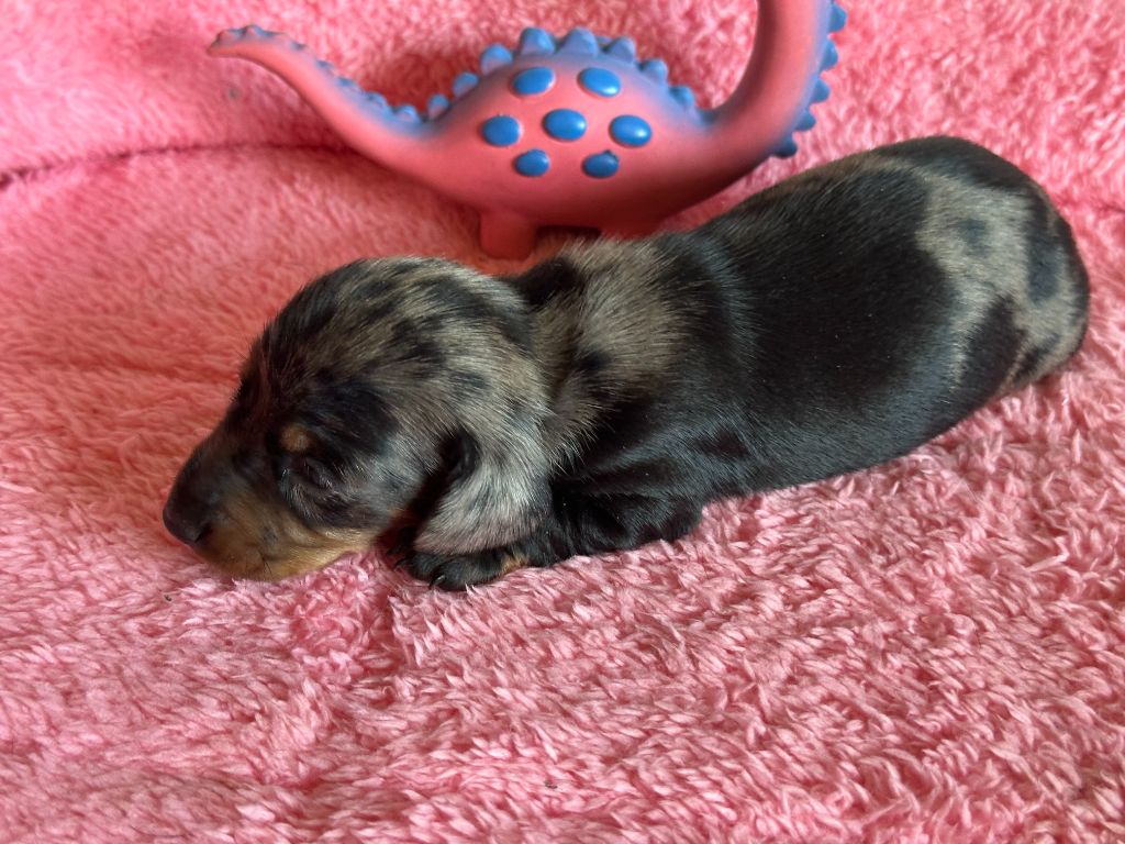 de ker ki douar - Chiots disponibles - Teckel poil ras