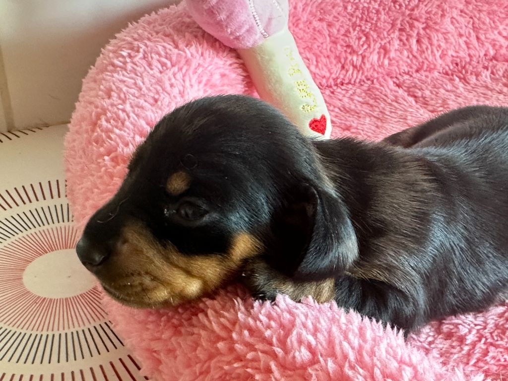 de ker ki douar - Chiots disponibles - Teckel poil ras