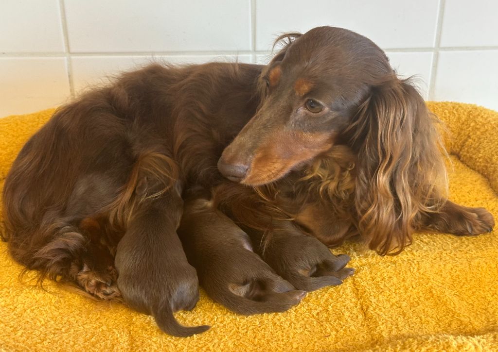 Chiot Teckel poil long de ker ki douar