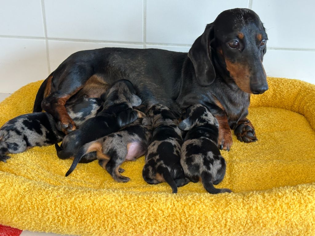 Chiot Teckel de ker ki douar