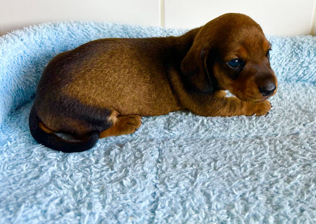 de ker ki douar - Chiots disponibles - Teckel