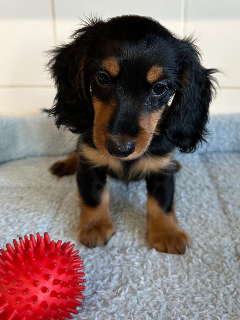 de ker ki douar - Chiots disponibles - Teckel poil long